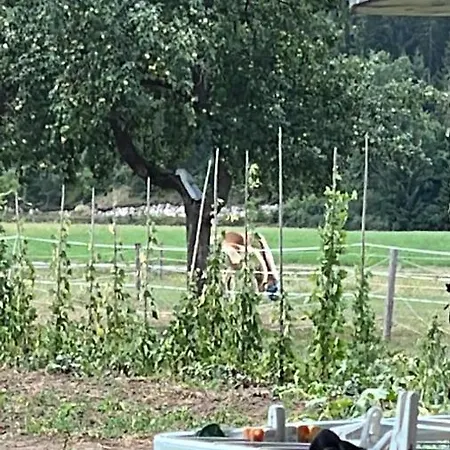 Amazing Stari Trg pri Lozu