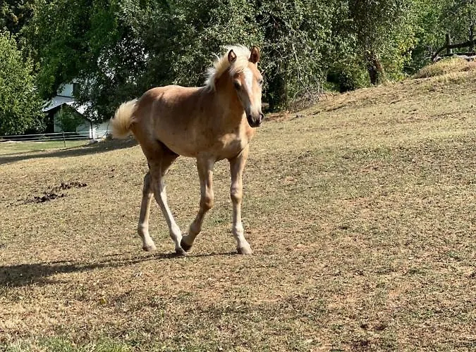 Ferienhaus Amazing Stari Trg pri Lozu