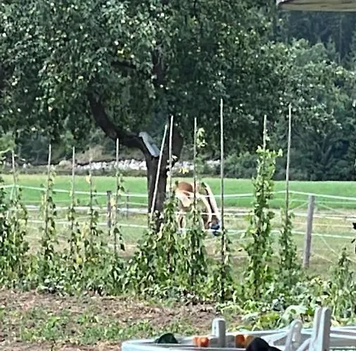 Amazing Stari Trg pri Lozu